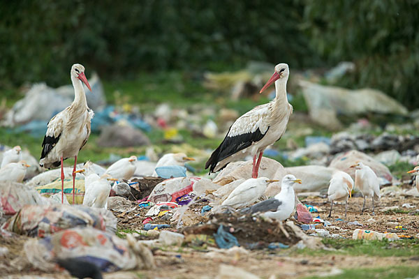 Weißstorch (Ciconia ciconia)