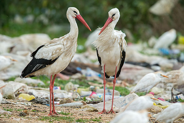 Weißstorch (Ciconia ciconia)