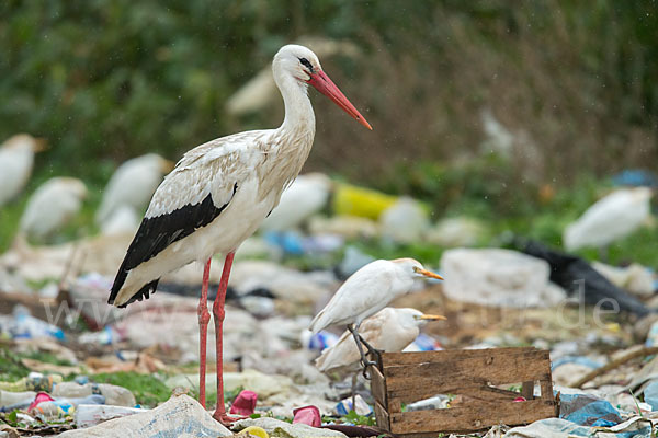 Weißstorch (Ciconia ciconia)