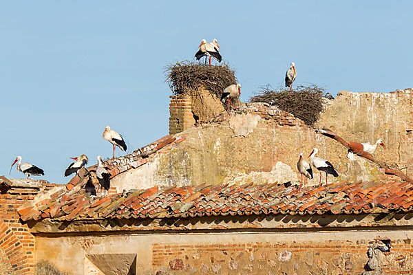 Weißstorch (Ciconia ciconia)