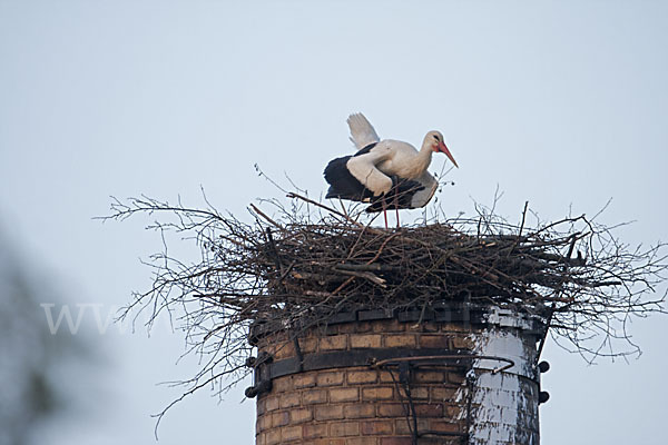 Weißstorch (Ciconia ciconia)