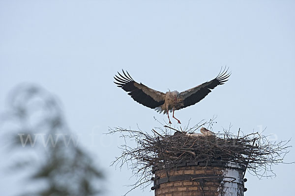 Weißstorch (Ciconia ciconia)