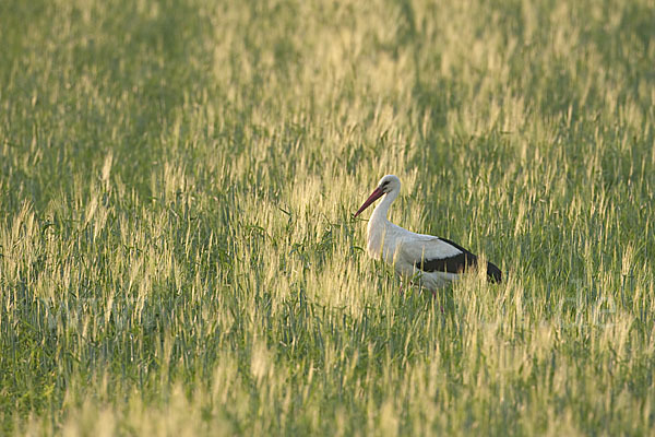 Weißstorch (Ciconia ciconia)