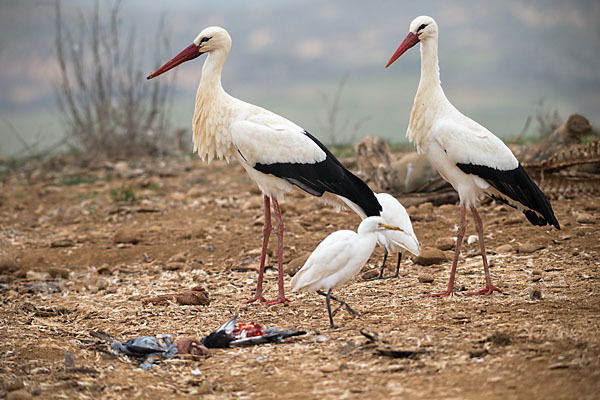 Weißstorch (Ciconia ciconia)