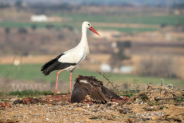 Weißstorch (Ciconia ciconia)