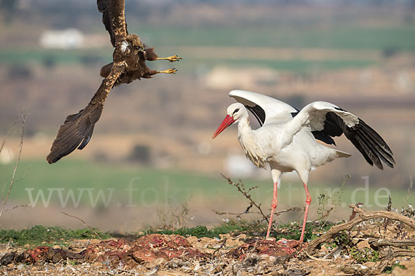 Weißstorch (Ciconia ciconia)