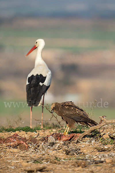 Weißstorch (Ciconia ciconia)