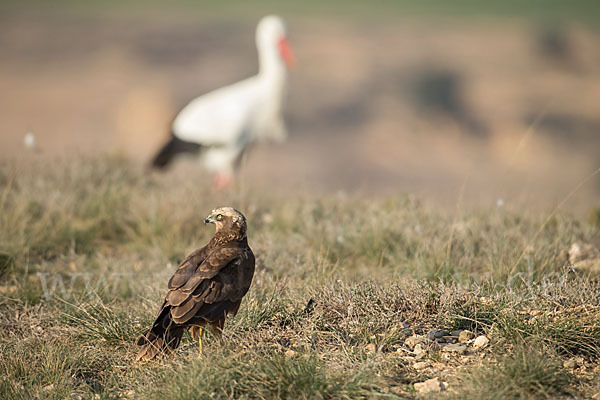 Weißstorch (Ciconia ciconia)