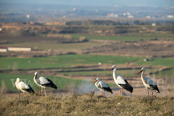 Weißstorch (Ciconia ciconia)