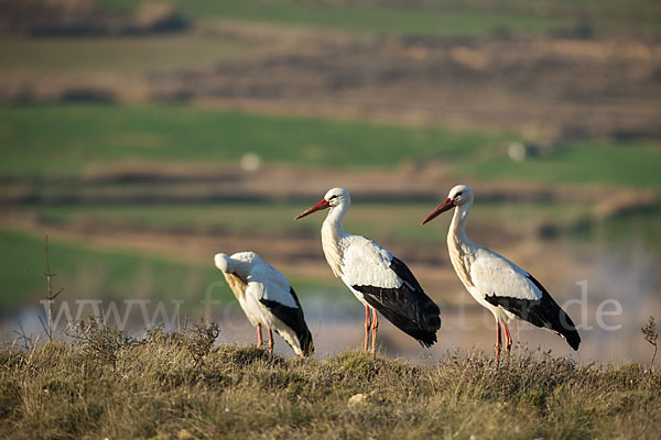 Weißstorch (Ciconia ciconia)