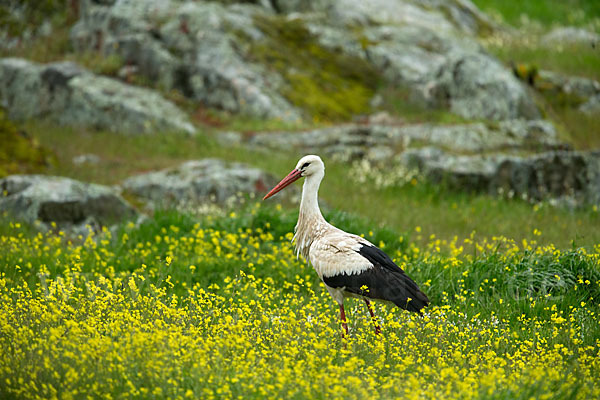 Weißstorch (Ciconia ciconia)