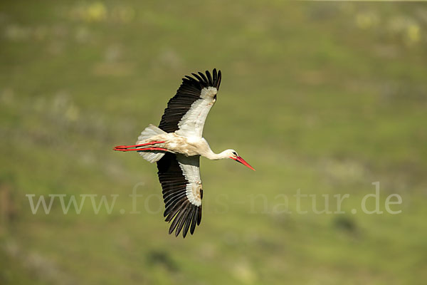 Weißstorch (Ciconia ciconia)