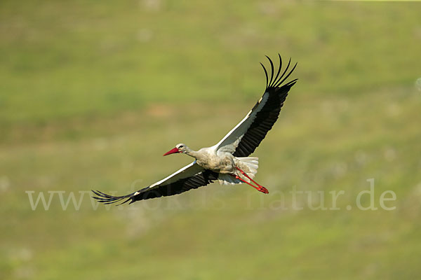 Weißstorch (Ciconia ciconia)