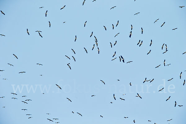 Weißstorch (Ciconia ciconia)