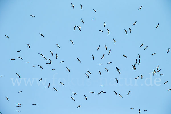 Weißstorch (Ciconia ciconia)