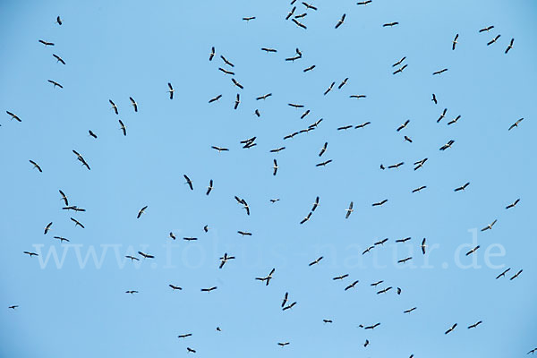 Weißstorch (Ciconia ciconia)