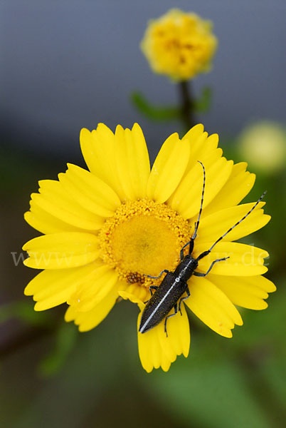 Weißstreifiger Distelbock (Agapanthia cardui)