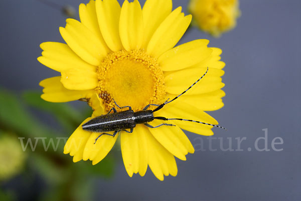 Weißstreifiger Distelbock (Agapanthia cardui)