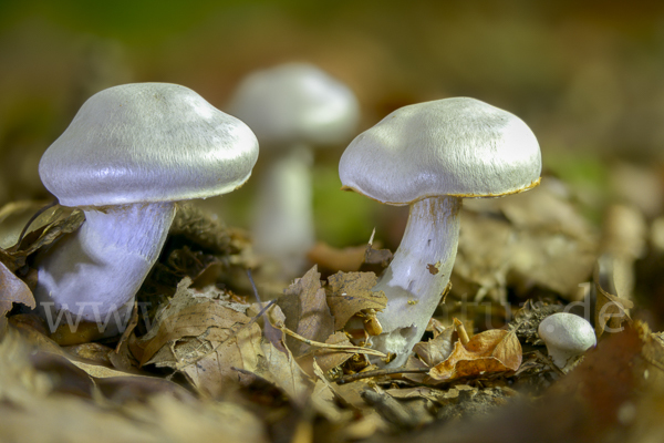 Weißvioletter Dickfuß (Cortinarius alboviolaceus)