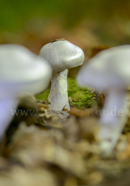 Weißvioletter Dickfuß (Cortinarius alboviolaceus)