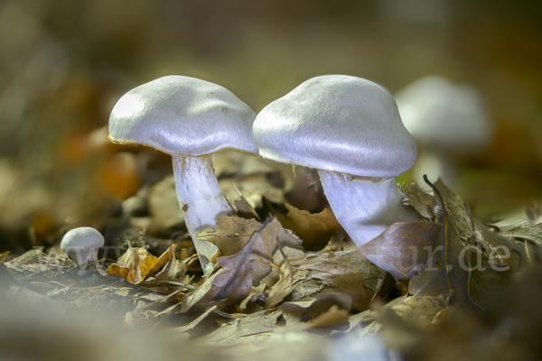 Weißvioletter Dickfuß (Cortinarius alboviolaceus)