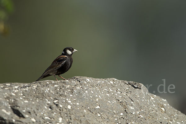 Weißwangenlerche (Eremopterix leucotis)