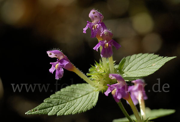 Weicher Hohlzahn (Galeopsis pubescens)