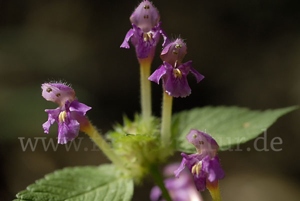 Weicher Hohlzahn (Galeopsis pubescens)