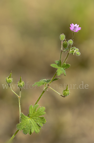 Weicher Storchschnabel (Geranium molle)