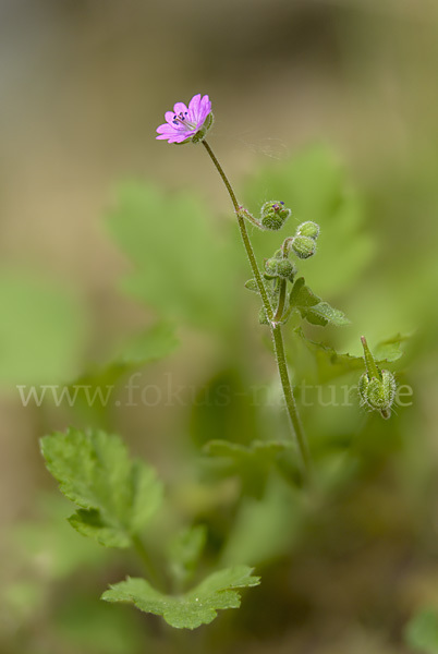 Weicher Storchschnabel (Geranium molle)