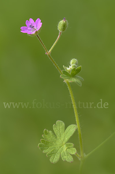 Weicher Storchschnabel (Geranium molle)