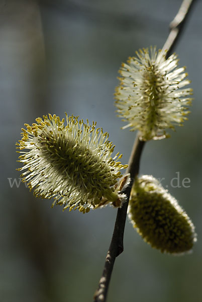 Weide (Salix spec.)