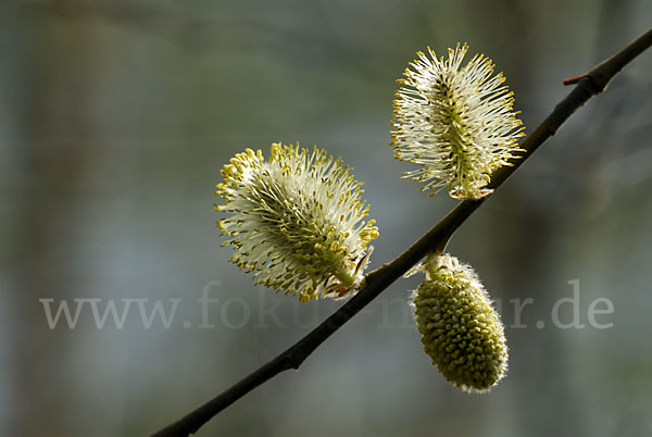 Weide (Salix spec.)