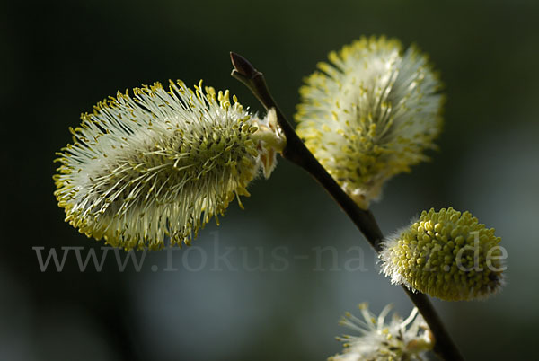 Weide (Salix spec.)