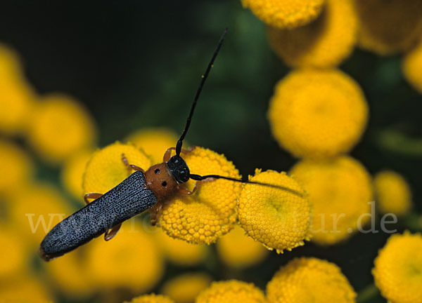 Weiden-Linienbock (Oberea oculata)