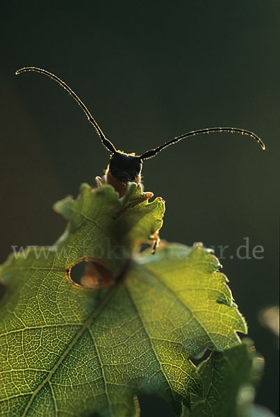 Weiden-Linienbock (Oberea oculata)