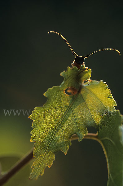 Weiden-Linienbock (Oberea oculata)