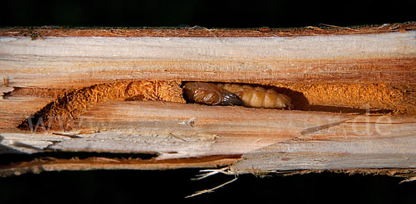 Weiden-Linienbock (Oberea oculata)