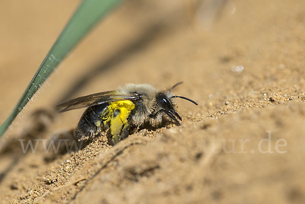 Weiden-Sandbiene (Andrena vaga)