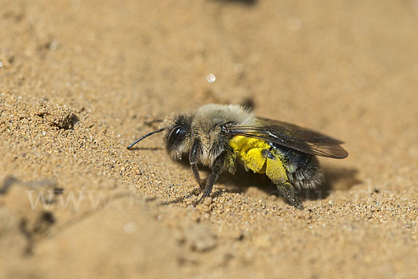 Weiden-Sandbiene (Andrena vaga)