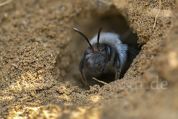 Weiden-Sandbiene (Andrena vaga)