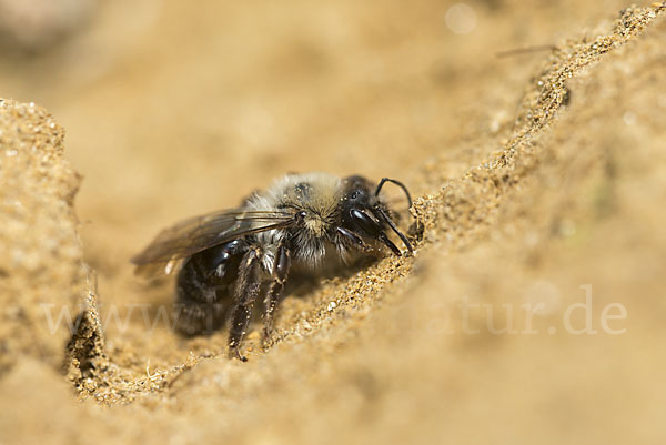 Weiden-Sandbiene (Andrena vaga)