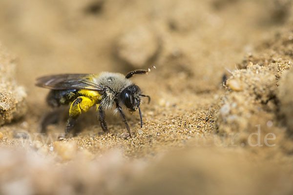 Weiden-Sandbiene (Andrena vaga)