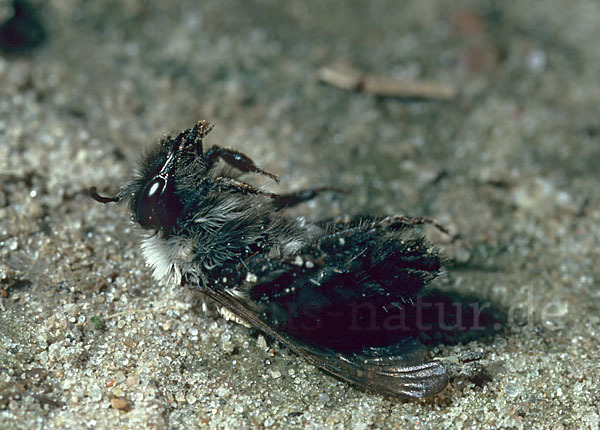 Weiden-Sandbiene (Andrena vaga)