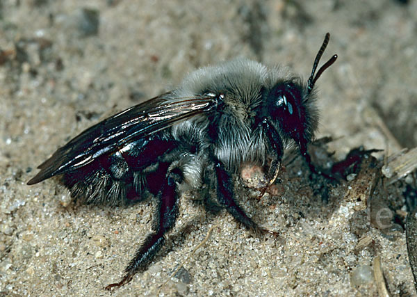 Weiden-Sandbiene (Andrena vaga)