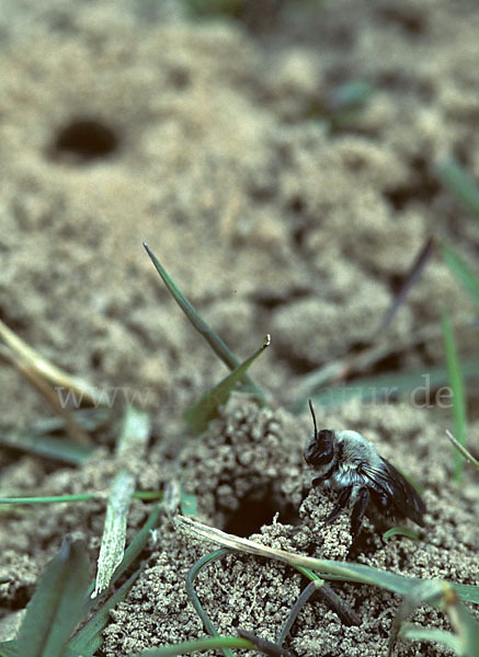 Weiden-Sandbiene (Andrena vaga)