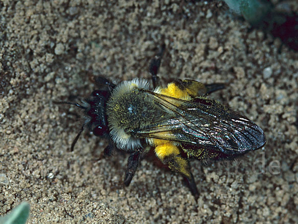 Weiden-Sandbiene (Andrena vaga)