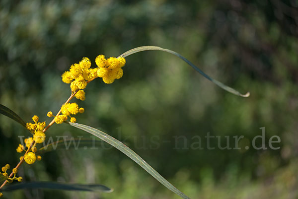 Weidenblatt-Akazie (Acacia saligna)