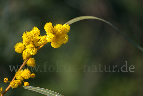 Weidenblatt-Akazie (Acacia saligna)