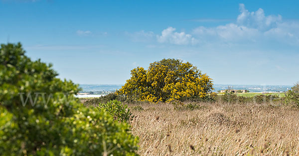 Weidenblatt-Akazie (Acacia saligna)